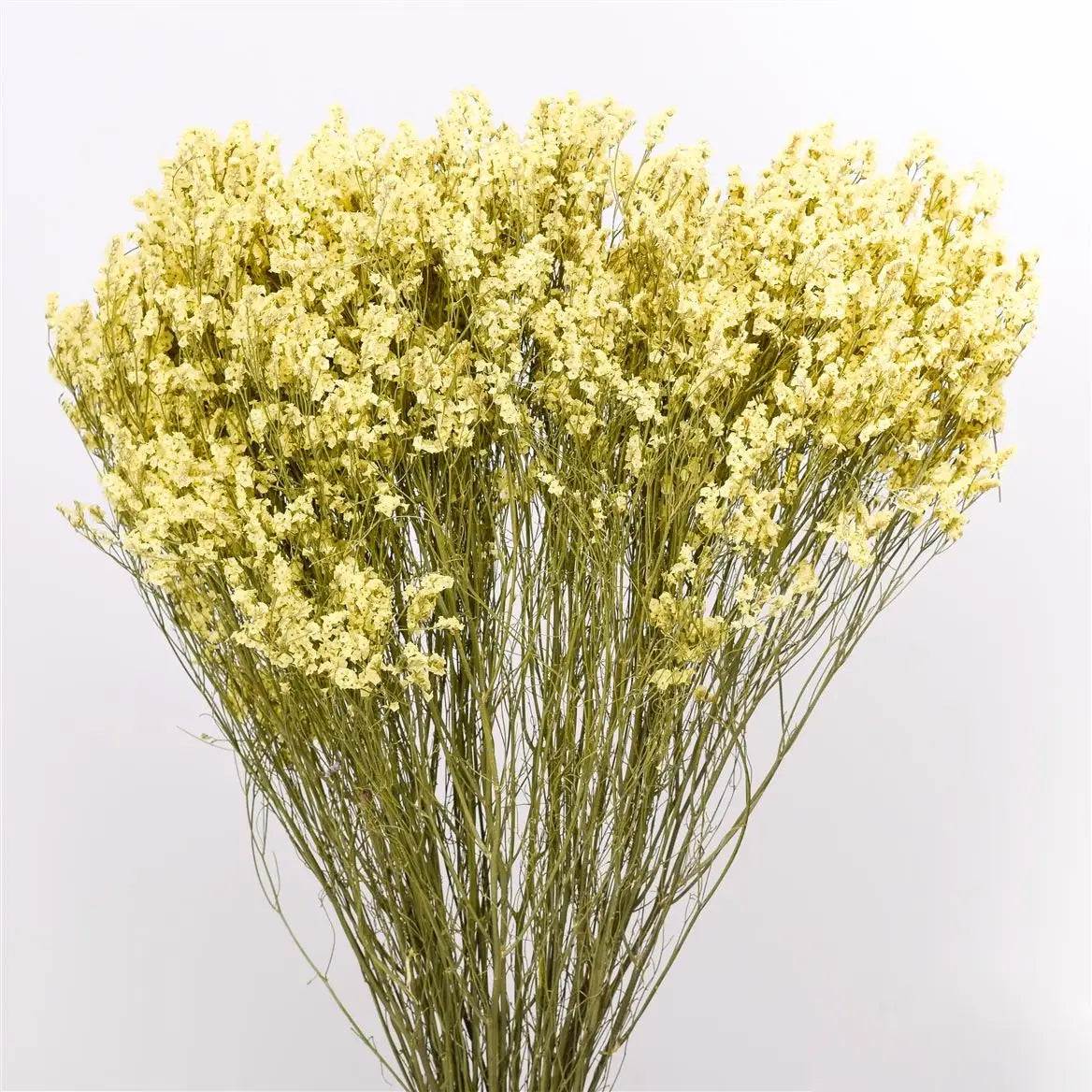 Getrocknete Blumen - Limonium gelb - 70 cm