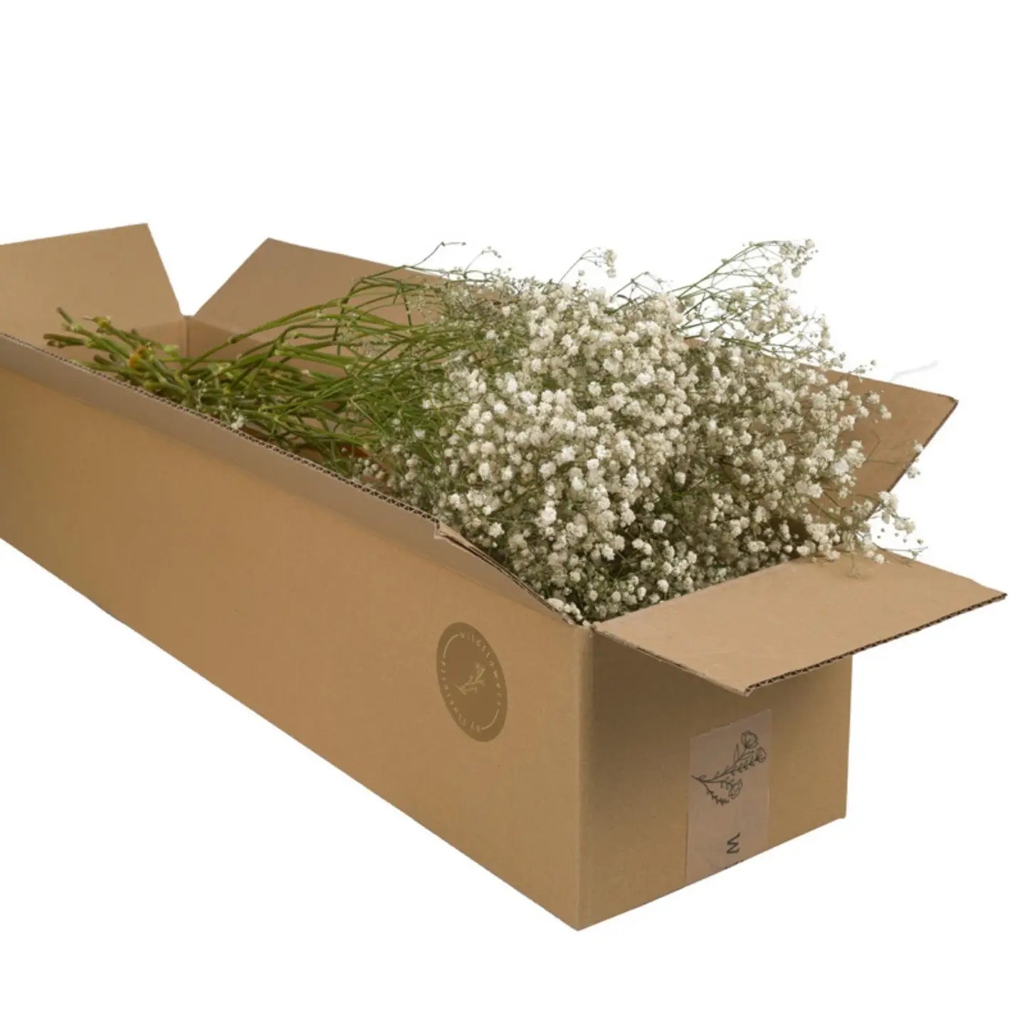 Getrocknete Natur-Edelweißblumen – Gypsophilia – 5 Stiele