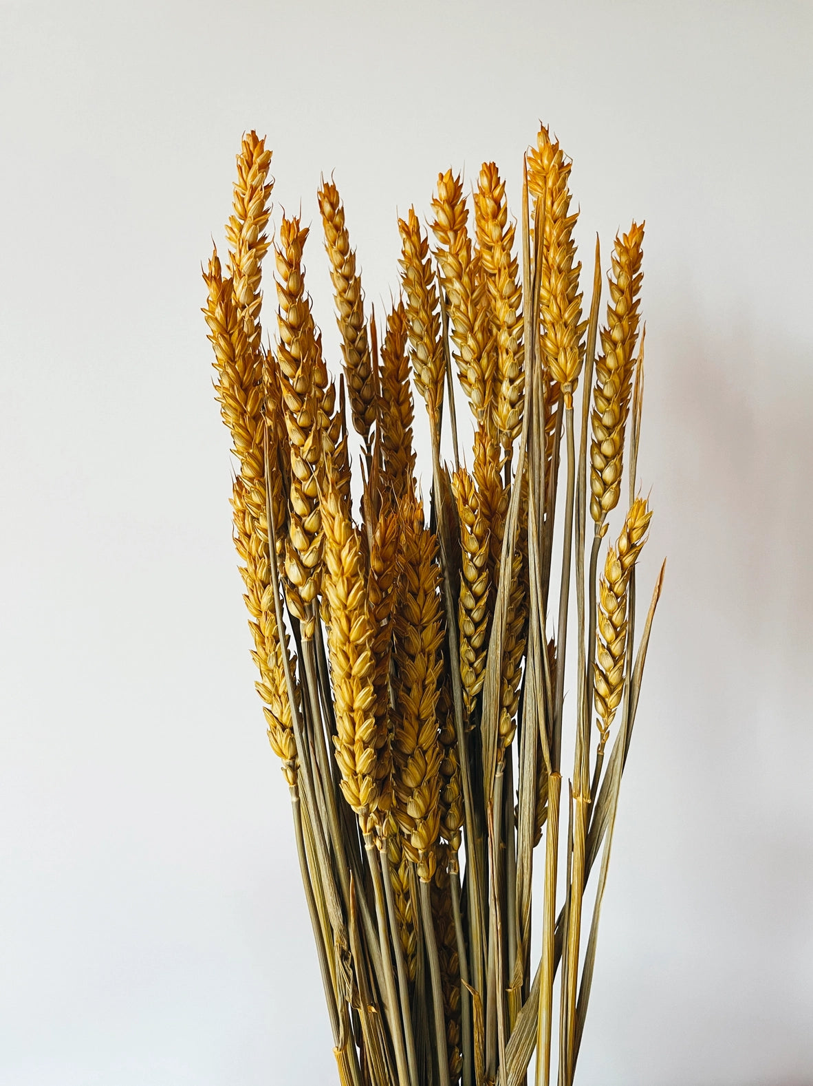 Getrocknete gelbe Weizenblumen